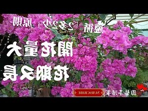 九重葛 風水